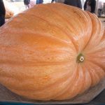Concours National des Légumes Géants : histoire, règles et records à battre